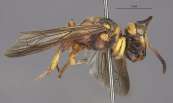 Media type: image;   Entomology 23542 Aspect: habitus lateral view